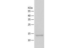 Western Blotting (WB) image for Proteasome (Prosome, Macropain) Assembly Chaperone 3 (PSMG3) (AA 1-122) protein (His-IF2DI Tag) (ABIN7124620)