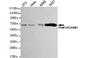 Western blot detection of PRMT4/CARM1 in Hela,A431 and K562 cell lysates using PRMT4/CARM1 mouse mAb (1:200-1:500 diluted). (CARM1 anticorps)