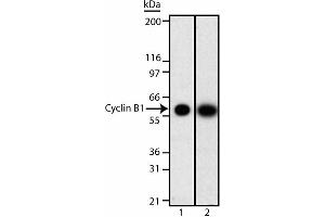 Western Blotting (WB) image for anti-Cyclin B1 (CCNB1) (AA 1-21) antibody (ABIN967426)