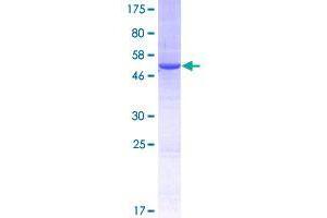 Image no. 1 for THO Complex 7 (THOC7) (AA 1-204) protein (GST tag) (ABIN1322709)