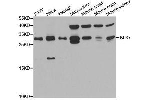 Western blot analysis of extracts of various cell lines, using KLK7 antibody. (Kallikrein 7 anticorps  (AA 30-253))