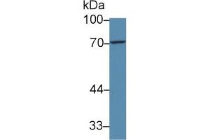 Detection of FOXP3 in Human A549 cell lysate using Polyclonal Antibody to Forkhead Box P3 (FOXP3)
