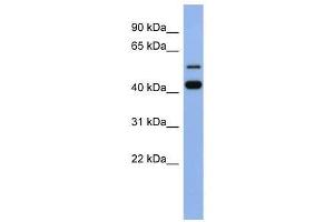 ZNF547 antibody used at 0. (ZNF547 anticorps  (N-Term))