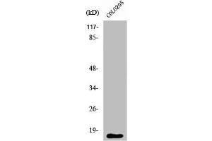 Western Blot analysis of COLO205 cells using Ribosomal Protein L27A Polyclonal Antibody (RPL27A anticorps  (C-Term))