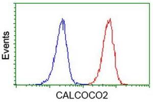 Image no. 3 for anti-Calcium Binding and Coiled-Coil Domain 2 (CALCOCO2) antibody (ABIN1497076) (CALCOCO2 anticorps)