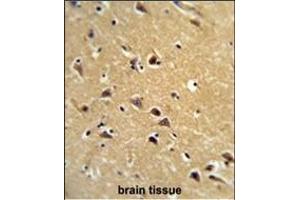 Formalin-fixed and paraffin-embedded human brain tissue reacted with SPG20 Antibody (N-term), which was peroxidase-conjugated to the secondary antibody, followed by DAB staining.