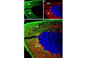 Expression of GABA(A) α4 Receptor in rat cerebellum - Immunohistochemical staining of rat cerebellum using Anti-GABA(A) α4 Receptor (extracellular) Antibody (ABIN7043188, ABIN7044305 and ABIN7044306).