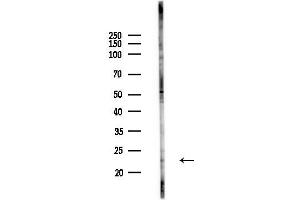 anti-Vacuolar Protein Sorting 29 (VPS29) (N-Term) antibody