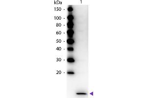 Western Blot of Peroxidase Conjugated Rabbit anti-MIP-3α antibody. (CCL20 anticorps  (HRP))