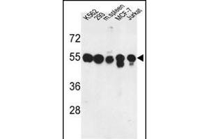 Western blot analysis of M1H Antibody (Center) (ABIN653037 and ABIN2842651) in K562, 293, MCF-7, Jurkat cell line and mouse spleen tissue lysates (35 μg/lane). (PPM1H anticorps  (AA 235-263))