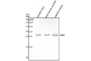 Western blot analysis of HHEX using anti-HHEX antibody (AZQ9IAV3).