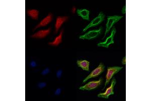 ABIN6261329 and ABIN6273042 staining Hela cells by IF/ICC. (DNAJB14 anticorps  (C-Term))