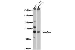 Western blot analysis of extracts of various cell lines, using SLC30 antibody (2533) at 1:1000 dilution. (SLC30A1 anticorps  (AA 328-507))