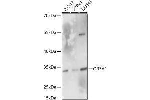 Western blot analysis of extracts of various cell lines, using OR3 antibody (7512) at 1:1000 dilution.
