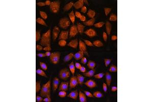 Immunofluorescence analysis of L929 cells using G2 Rabbit pAb (ABIN7265724) at dilution of 1:100.
