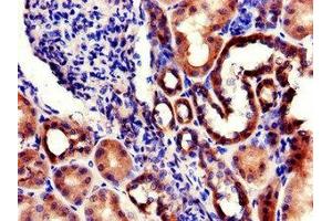 Immunohistochemistry of paraffin-embedded human kidney tissue using ABIN7142768 at dilution of 1:100 (RPL22/L1 anticorps  (AA 1-122))