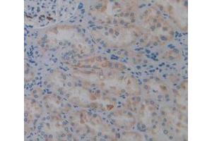 IHC-P analysis of Human Kidney Tissue, with DAB staining. (PTPRQ anticorps  (AA 36-294))