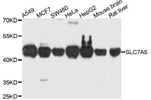 Western blot analysis of extracts of various cell lines, using SLC7A5 antibody. (SLC7A5 anticorps  (AA 1-125))