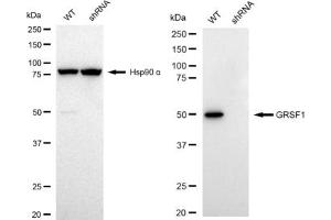 Western blotting analysis using GRSF1 antibody (ABIN7798677). (Recombinant GRSF1 anticorps)