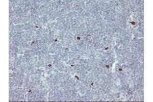 Image no. 9 for anti-Transcription Factor MafB (MAFB) (AA 32-320) antibody (ABIN1491411) (MAFB anticorps  (AA 32-320))