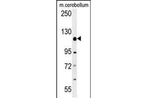 Western blot analysis in mouse cerebellum tissue lysates (15ug/lane).