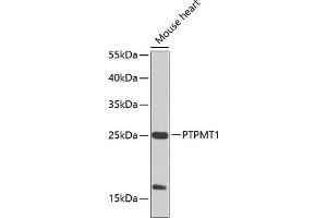 Western blot analysis of extracts of mouse heart, using PTPMT1 Antibody (ABIN6128516, ABIN6146436, ABIN6146437 and ABIN6224703) at 1:1000 dilution. (PTPMT1 anticorps  (AA 1-201))
