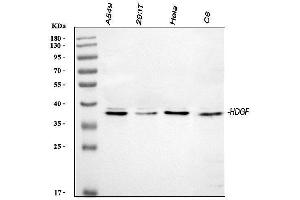 Western blot analysis of HDGF using anti-HDGF antibody (ABIN4886613). (HDGF anticorps  (C-Term))