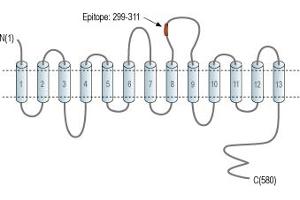 anti-High Affinity Choline Transporter (ChT) (4th Extracellular Loop), (AA 299-311) antibody