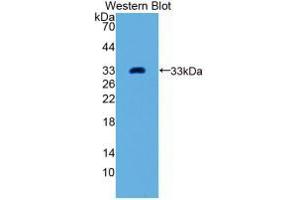 Western blot analysis of recombinant Human GDF11. (GDF11 anticorps  (AA 138-386))