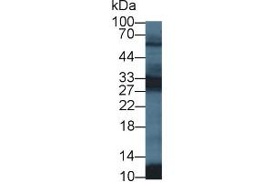Western Blot; Sample: Mouse Testis lysate; Primary Ab: 1µg/ml Rabbit Anti-Human PGAM2 Antibody Second Ab: 0.