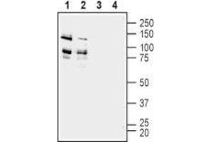 Western blot analysis of rat (lanes 1 and 3) and mouse (lanes 2 and 4) brain membranes:  - 1,2. (ADAM22 anticorps  (Extracellular, N-Term))