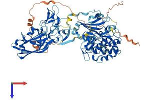 AlphaFold protein structure predicition of Human Recombinant PRKCG Protein, UniprotID P05129