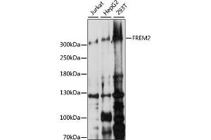 Western blot analysis of extracts of various cell lines, using FREM2 antibody (ABIN7267260) at 1:1000 dilution. (FREM2 anticorps  (AA 47-300))