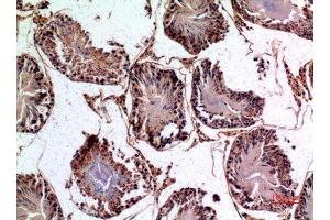 Immunohistochemistry (IHC) analysis of paraffin-embedded Rat Testis, antibody was diluted at 1:100.