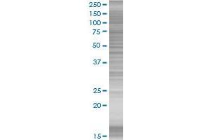 JUNB transfected lysate. (JUNB 293T Cell Transient Overexpression Lysate(Denatured))