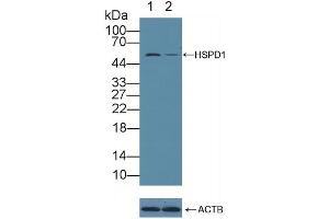 Knockout Varification: Lane 1: Wild-type A549 cell lysate, Lane 2: HSPD1 knockout A549 cell lysate, Predicted MW: 17,61kd Observed MW: 58kd Primary Ab: 1 μg/mL Rabbit Anti-Human HSPD1 Antibody Second Ab: 0.