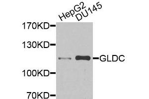 Western blot analysis of extracts of various cell lines, using GLDC antibody (ABIN6003641) at 1/1000 dilution.