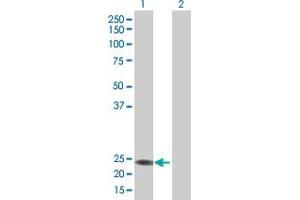 Western Blot analysis of RERGL expression in transfected 293T cell line by RERGL MaxPab polyclonal antibody. (RERGL anticorps  (AA 1-205))