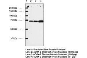 Image no. 1 for anti-Prostaglandin-Endoperoxide Synthase 2 (Prostaglandin G/H Synthase and Cyclooxygenase) (PTGS2) (AA 567-599) antibody (ABIN1100903) (PTGS2 anticorps  (AA 567-599))