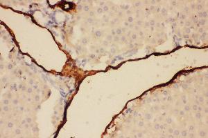 Anti-Adiponectin Picoband antibody,  IHC(P): Rat Liver Tissue (ADIPOQ anticorps  (AA 19-244))