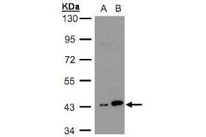 WB Image Sample(30 ug whole cell lysate) A:H1299 B:HeLa S3, 10% SDS PAGE antibody diluted at 1:3000 (MAPKAP Kinase 3 anticorps)