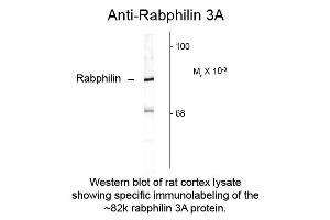 Western blot of Anti-Rabphilin 3A (Rabbit) Antibody - 612-401-E21 Western Blot of Rabbit anti-Rabphilin 3A antibody. (RPH3A anticorps  (C-Term))