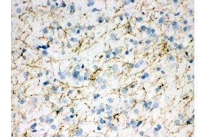 Anti- TH Picoband antibody,IHC(P) IHC(P): Rat Brain Tissue (TH anticorps  (Middle Region))