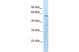 WB Suggested Anti-Dct Antibody Titration: 1. (DCT anticorps  (N-Term))