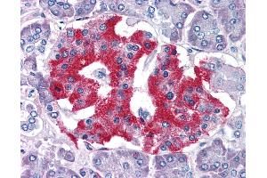 Anti-GRB2 antibody IHC of human pancreas. (GRB2 anticorps  (AA 206-217))