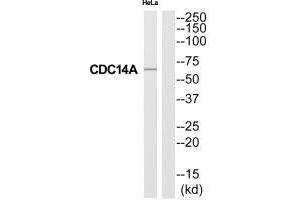 Western blot analysis of extracts from HeLa cells, using CC14A antibody. (CDC14A anticorps)