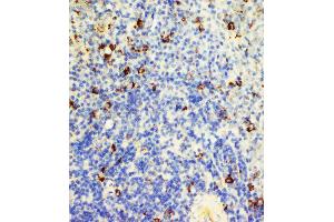 Anti-CD95 antibody, IHC(P) IHC(P): Rat Spleen Tissue Lysate
