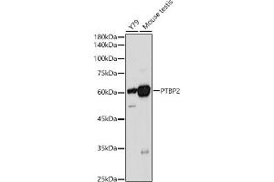 Western blot analysis of extracts of various cell lines, using PTBP2 antibody (ABIN6128372, ABIN6146373, ABIN6146374 and ABIN6221684) at 1:1000 dilution. (PTBP2 anticorps  (AA 1-280))