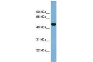Image no. 1 for anti-Iroquois Homeobox Protein 1 (IRX1) (AA 179-228) antibody (ABIN6741967) (IRX1 anticorps  (AA 179-228))