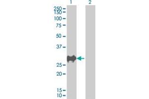 Western Blot analysis of CDKN1B expression in transfected 293T cell line by CDKN1B MaxPab polyclonal antibody.
